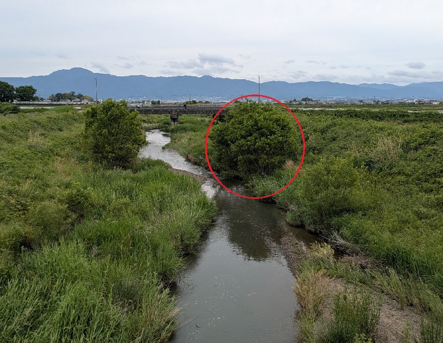 目撃風景