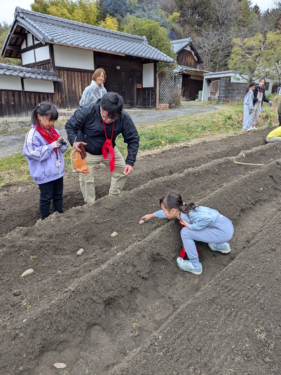 ジャガイモを植えます