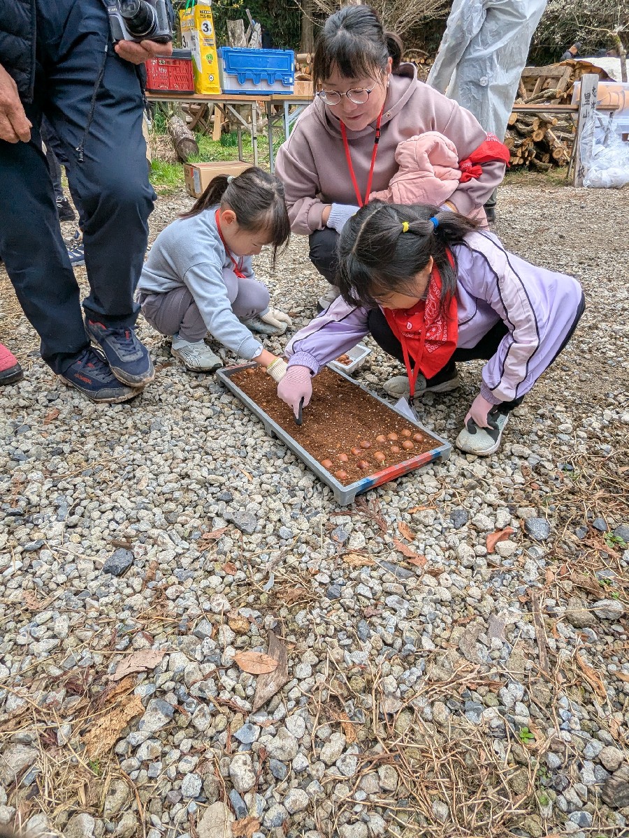 どんぐりの芽よ出るのです!
